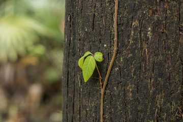 New leaf on old tree