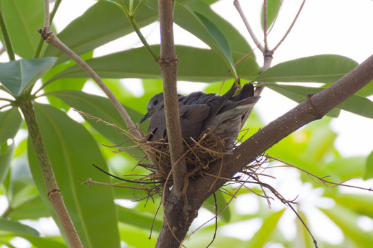 dove in a nest in a tree