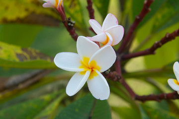 Plumeria Vintage Tone on the  tree, frangipani tropical flowers