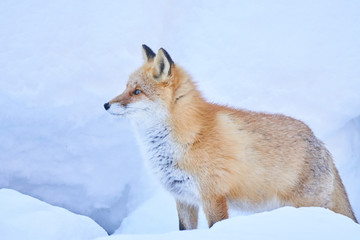 Obraz premium 雪の上のキタキツネ 