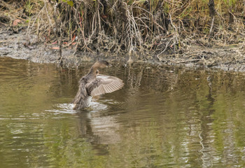Merritt Island wildlife/birds