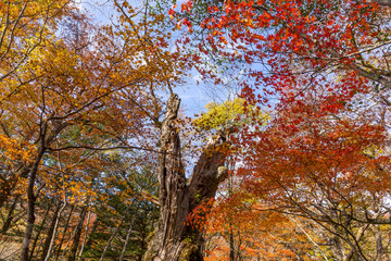 Obraz premium Fall foliage