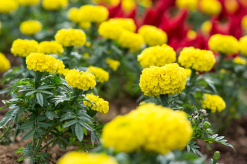marigold flower and cockscomb flower