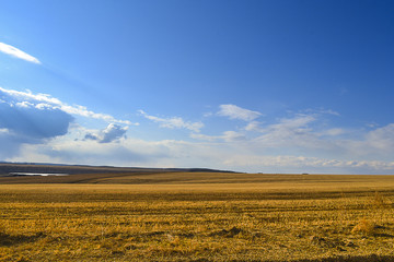 Yellow Field early spring.