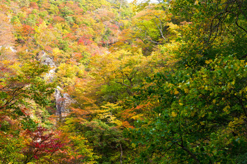 Obraz premium Naruko Gorge with colorful autumn foliage