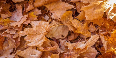 Dead leaves in the fall.