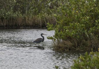 Merritt Island wildlife/birds