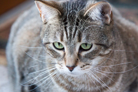 Grey, tabby cat staring and focused
