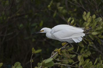 Merritt Island wildlife/birds