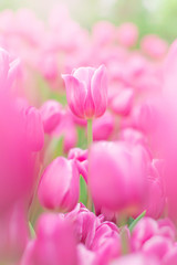 Obraz na płótnie Canvas Blurry background of pink tulip in garden