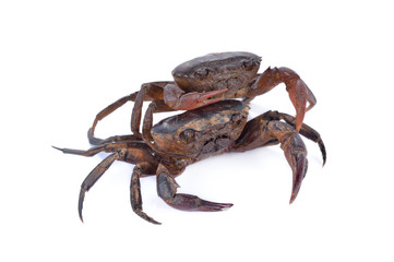 fresh ricefield crab on white background