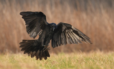 Common Raven (Corvus corax)