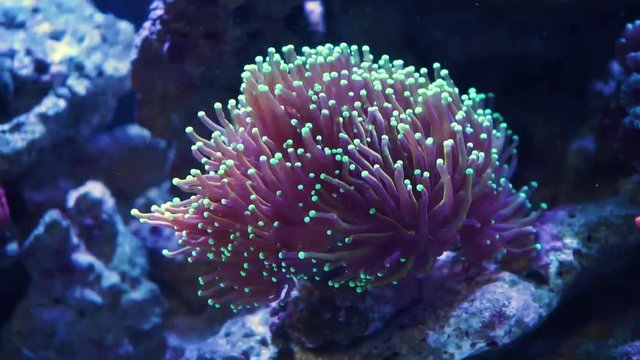 Torch Coral - Macro