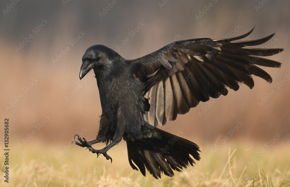 Wall mural common raven (corvus corax)