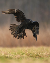 Common Raven (Corvus corax)