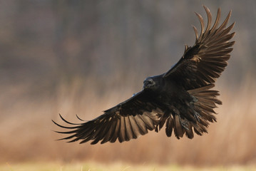 Naklejka premium Kruk zwyczajny (Corvus corax)