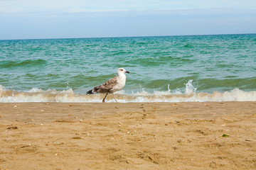 Fototapeta na wymiar Adriatic Sea coast view. Seashore of Italy, summer sandy beach and seagull.