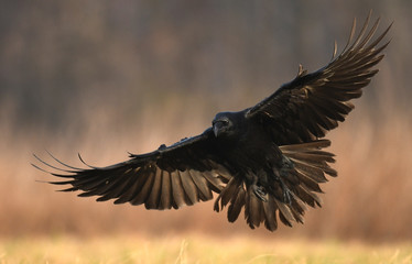 Common Raven (Corvus corax)