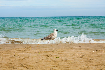 Adriatic Sea coast view. Seashore of Italy, summer sandy beach and seagull.