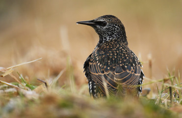 Starling (Sturnus Vulgaris)