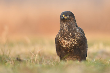 Common buzzard (Buteo buteo)