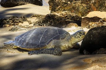 JP the friendly Turtle