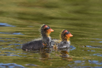 Two coot chicks