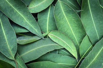 Eucalyptus Leaves Full Frame Background Top View
