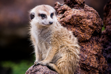 Suricato - Suricata suricatta