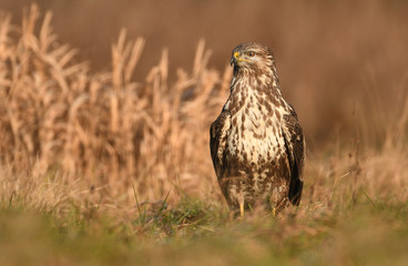 Common buzzard (Buteo buteo)