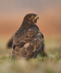 Common buzzard (Buteo buteo)