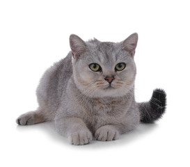 Obraz premium cat on white background.