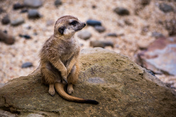 Suricato - Suricata suricatta