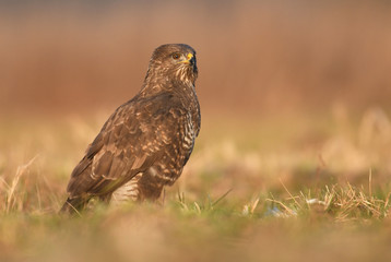 Common buzzard (Buteo buteo)