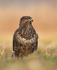 Common buzzard (Buteo buteo)