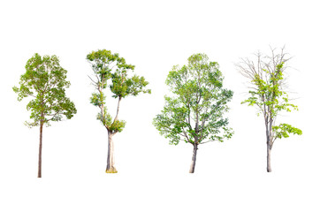 Isolated trees on white background , Trees collection.