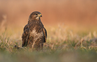 Common buzzard (Buteo buteo)