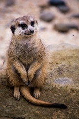 Suricato - Suricata suricatta