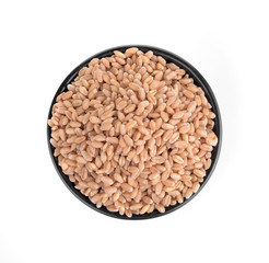 Millet Grass isolated on white