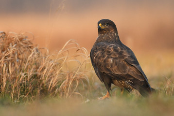 Common buzzard (Buteo buteo)