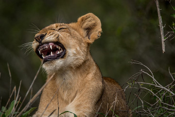 Lion cub yawning in the grass.