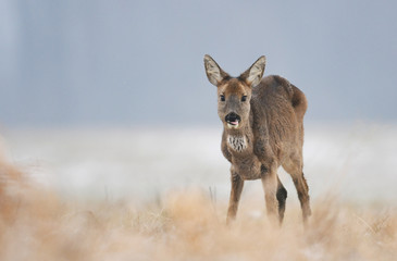 Roe deer © Piotr Krzeslak