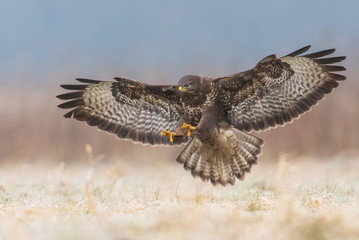 Common buzzard (Buteo buteo)