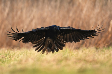Common Raven (Corvus corax)