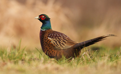 Ringneck Pheasant (Phasianus colchicus)
