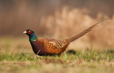 Fototapeta premium Ringneck Pheasant (Phasianus colchicus)