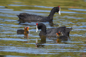 coot family