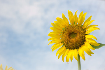 Yellow flower, Sunflower