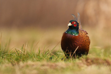 Naklejka premium Ringneck Pheasant (Phasianus colchicus)