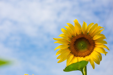 Yellow flower, Sunflower